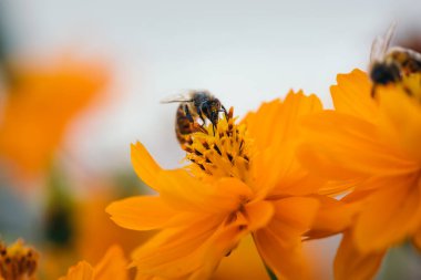 Arı bir çiçekten polen toplar.