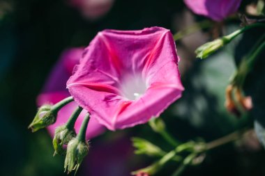 Flowers and insects , natural light and bokeh 