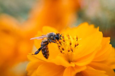 Flowers and insects , natural light and bokeh 