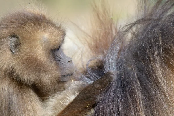 Baby gelada baboon — Stock Photo, Image