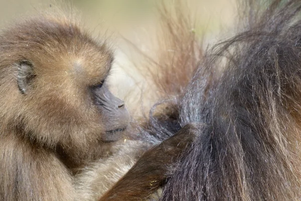 Baby gelada babbuino — Foto Stock