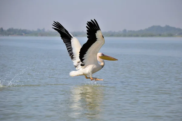 Pelican landing på sjön — Stockfoto