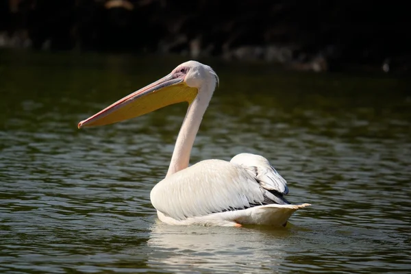 Pelicano nadando no lago africano — Fotografia de Stock