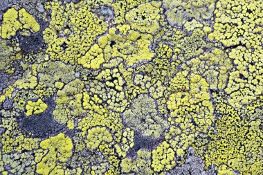 Yellow lichen means no air pollution clipart