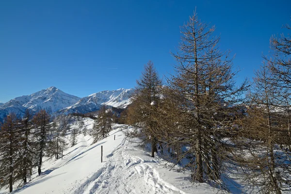 Alpine winterlandschap — Stockfoto