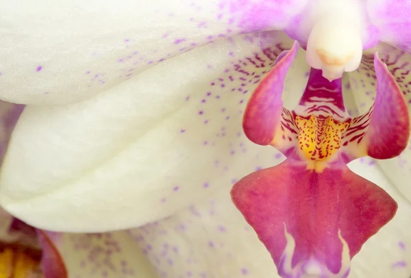 Orchidea z bliska — Zdjęcie stockowe