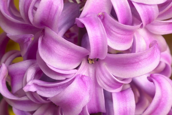 Hyacinth close up — Stock Photo, Image