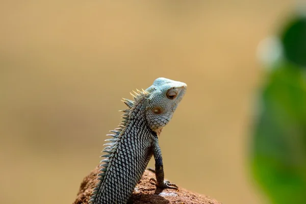 Красочная игуана — стоковое фото