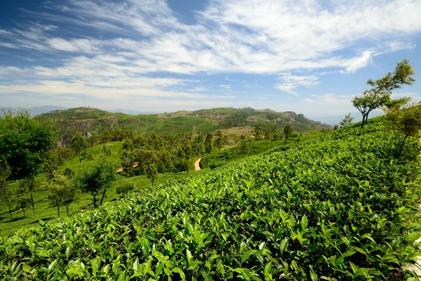 Cultivo de té verde vivo —  Fotos de Stock