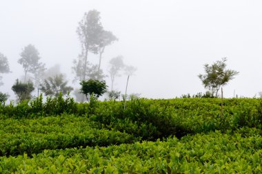 çay plantasyon