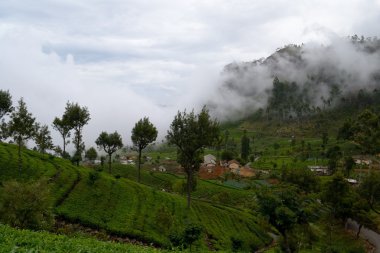 çay plantasyon