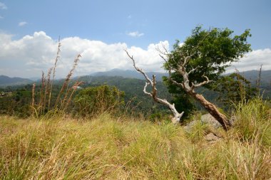 Ella manzara. Sri lanka
