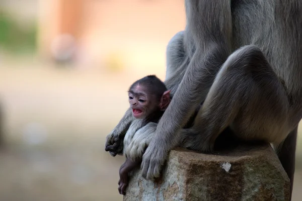 Серая обезьяна Лангура — стоковое фото