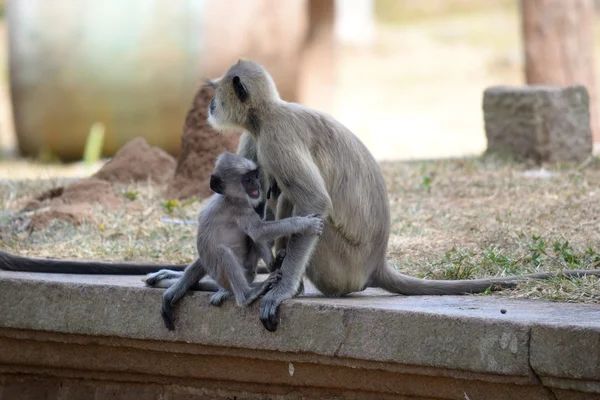 Серая обезьяна Лангура — стоковое фото