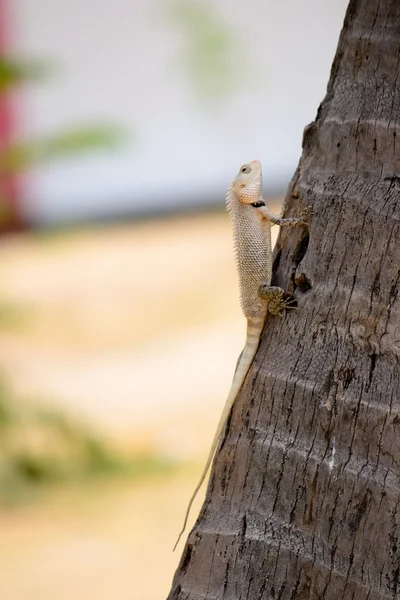 Iguana gris — Foto de Stock