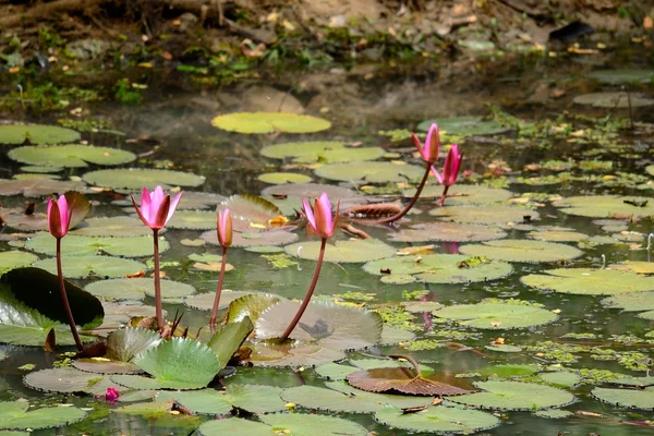 Lirio de agua púrpura — Foto de Stock