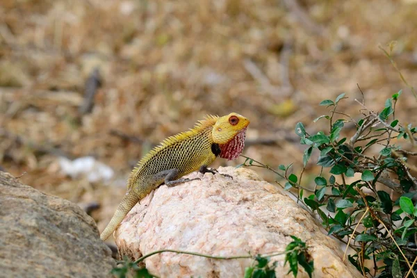 Iguana colorida — Foto de Stock