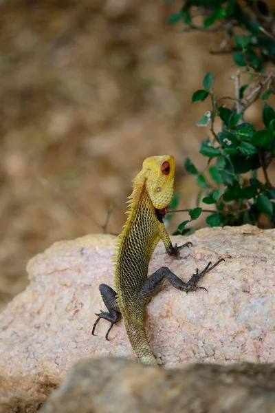 Colorful iguana — Stock Photo, Image