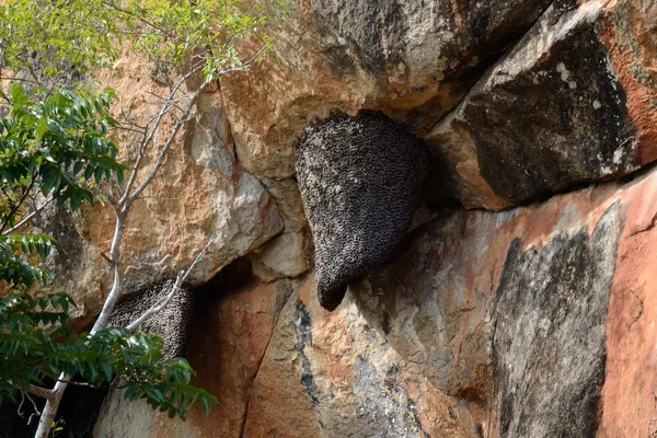 Wasp's nest — Stock Photo, Image