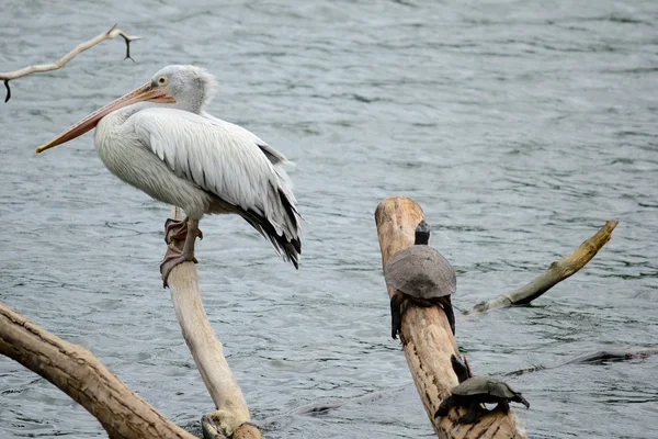 Pellicano bianco — Foto Stock