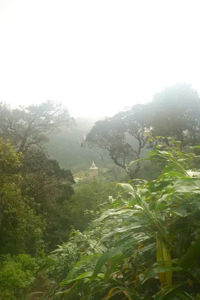 Forêt tropicale sri lankaise — Photo