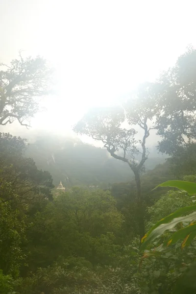 Selva tropical de Sri Lanka — Foto de Stock