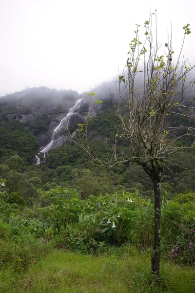 Forêt tropicale sri lankaise — Photo