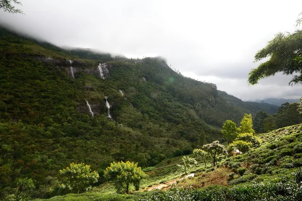 Selva tropical de Sri Lanka — Foto de Stock