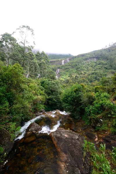 Foresta pluviale dello Sri Lanka — Foto Stock