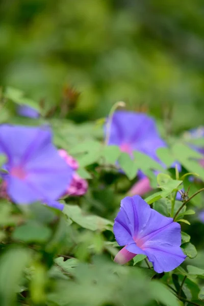 Morning glory — Zdjęcie stockowe