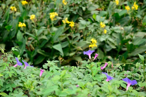 Morning glory — Stock Photo, Image