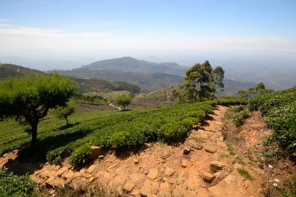 Çay plantasyon — Stok fotoğraf