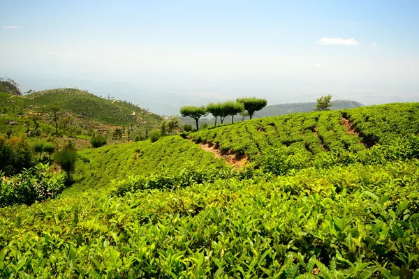 Çay plantasyon — Stok fotoğraf