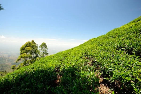 Plantación de té —  Fotos de Stock