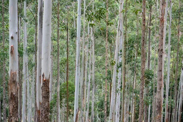 Eucaliptus — 图库照片