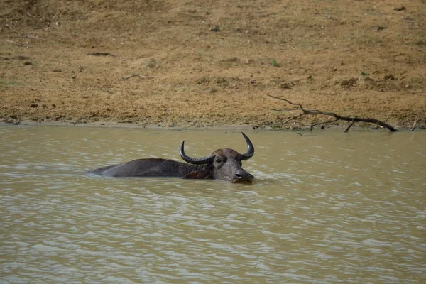 Bufali d'acqua — Foto Stock