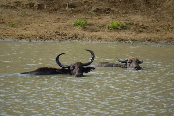 Water buffalos — Stock Photo, Image