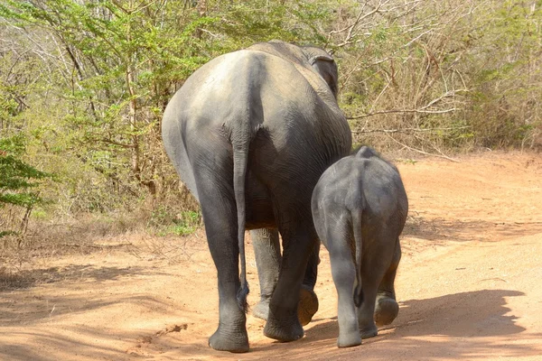 Divoký slon — Stock fotografie
