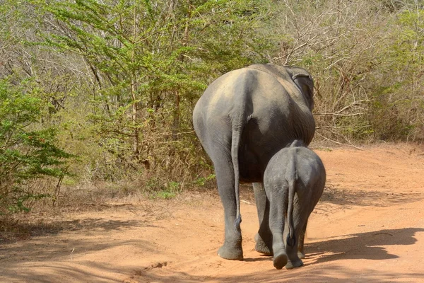 Divoký slon — Stock fotografie