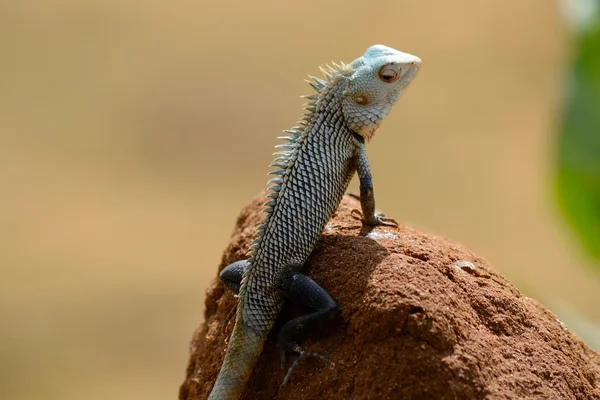 Iguana — Stock Photo, Image