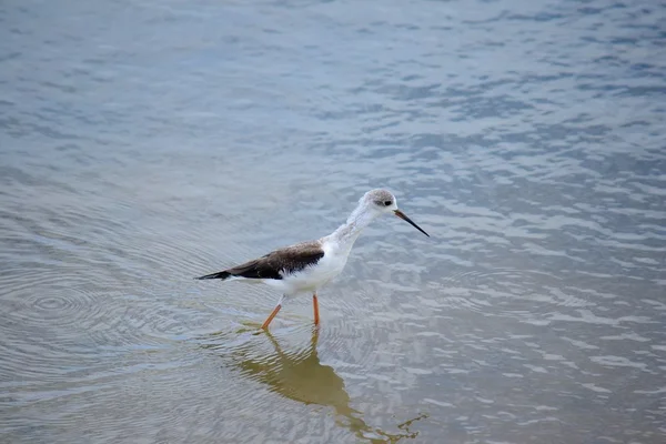 Svart winged stilt — Stockfoto