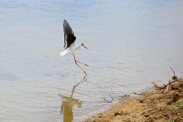 Svart winged stilt — Stockfoto