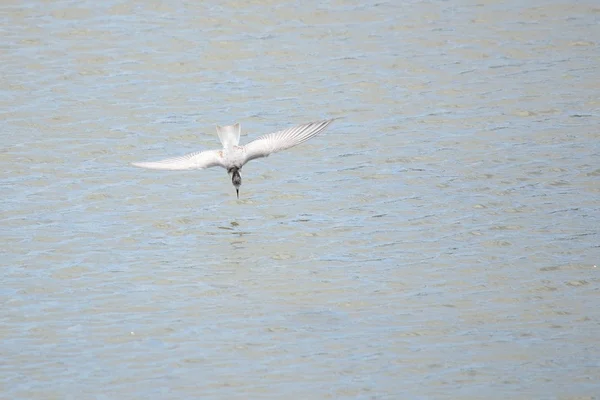 Silkeshägern flyger — Stockfoto