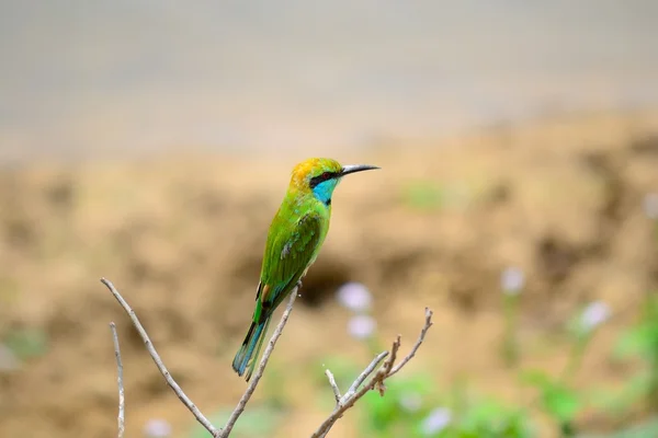 Abeja verde devorador — Foto de Stock