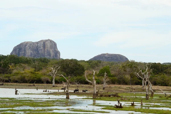 Parque Nacional de Yala — Fotografia de Stock