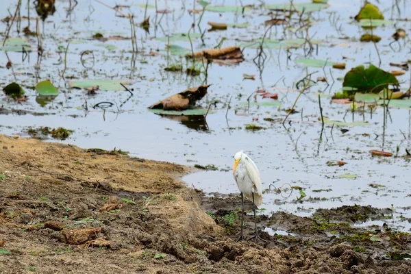 Grande Egret orientale — Foto Stock