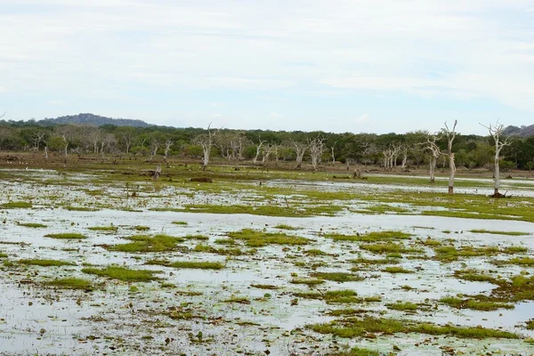 Taman Nasional Yala — Stok Foto