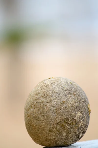 Manzana — Foto de Stock