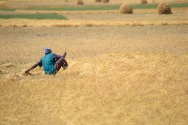 Afrika'da tarım