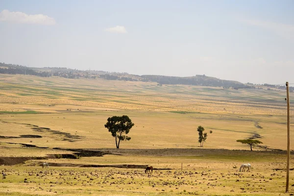 Golden ethiopian landscape — Stock Photo, Image